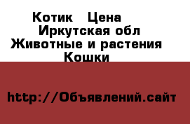 Котик › Цена ­ 1 - Иркутская обл. Животные и растения » Кошки   